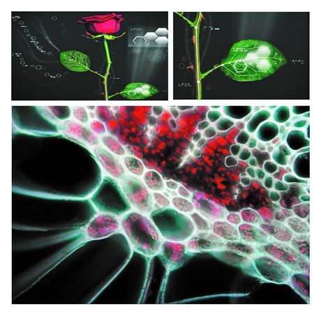 La intervención de la biotecnología en las plantas permite mejorar o aprovechar ciertos aspectos de estas para propulsar diversos resultados, como por ejemplo la energía verde.