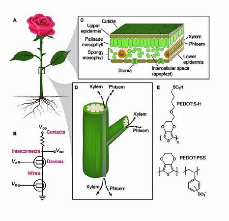 La rosa modificada genéticamente que permite compartir sus conductos para la generación de energía.